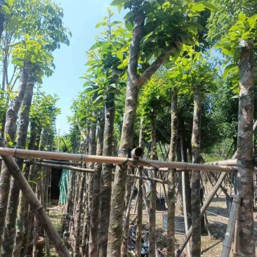 水翁树5～12公分基地直销规格齐全欢迎老板来电咨询合作