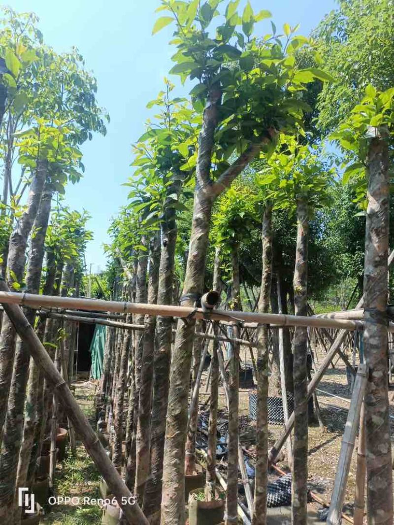 水翁树5～12公分基地直销规格齐全欢迎老板来电咨询合作