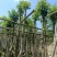 水翁树5～12公分基地直销规格齐全欢迎老板来电咨询合作