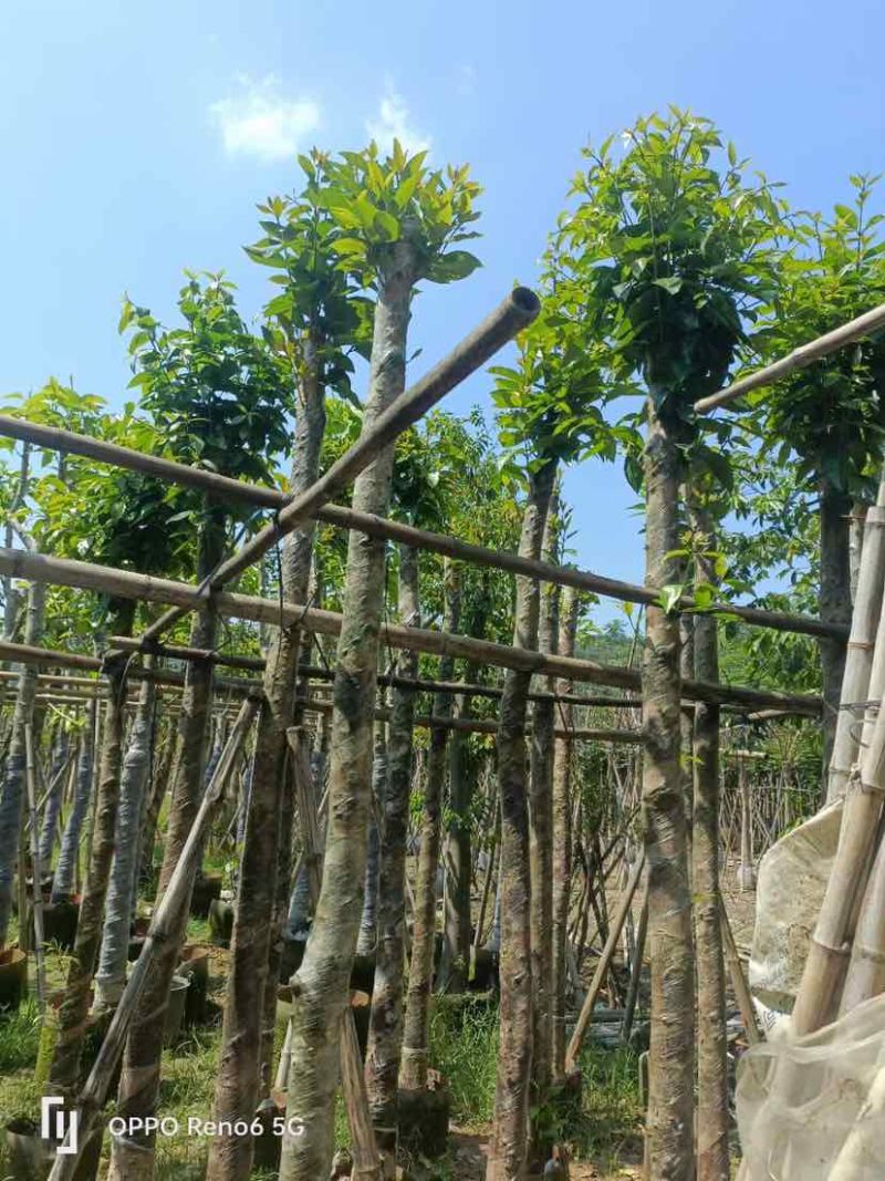 水翁树5～12公分基地直销规格齐全欢迎老板来电咨询合作