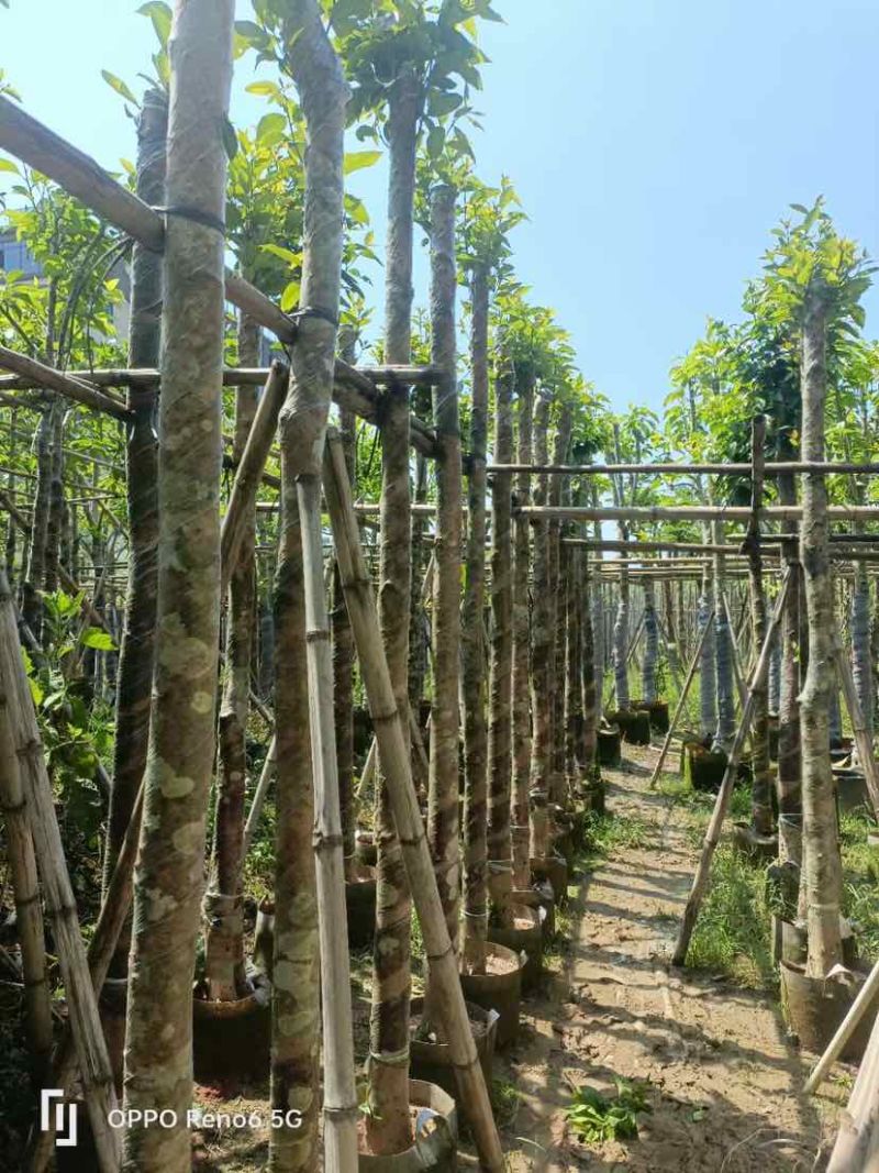 水翁树5～12公分基地直销规格齐全欢迎老板来电咨询合作
