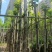水翁树5～12公分基地直销规格齐全欢迎老板来电咨询合作