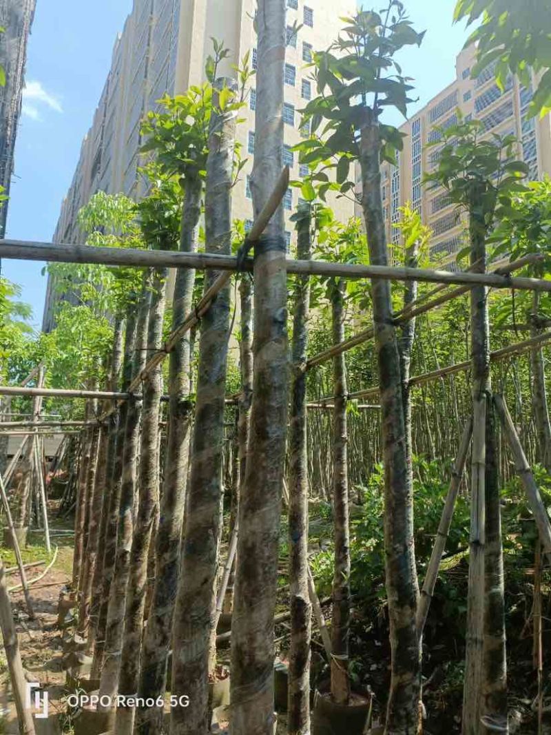 水翁树5～12公分基地直销规格齐全欢迎老板来电咨询合作