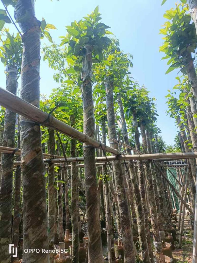 水翁树5～12公分基地直销规格齐全欢迎老板来电咨询合作