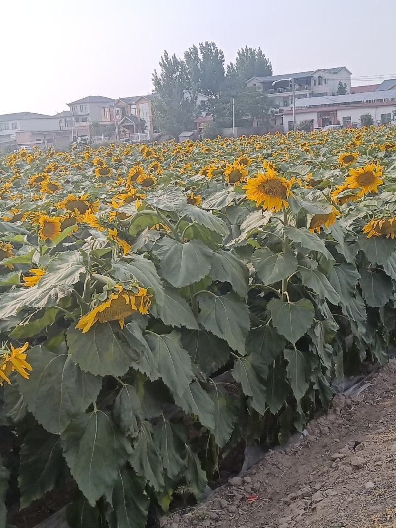 向日葵产地大量上市