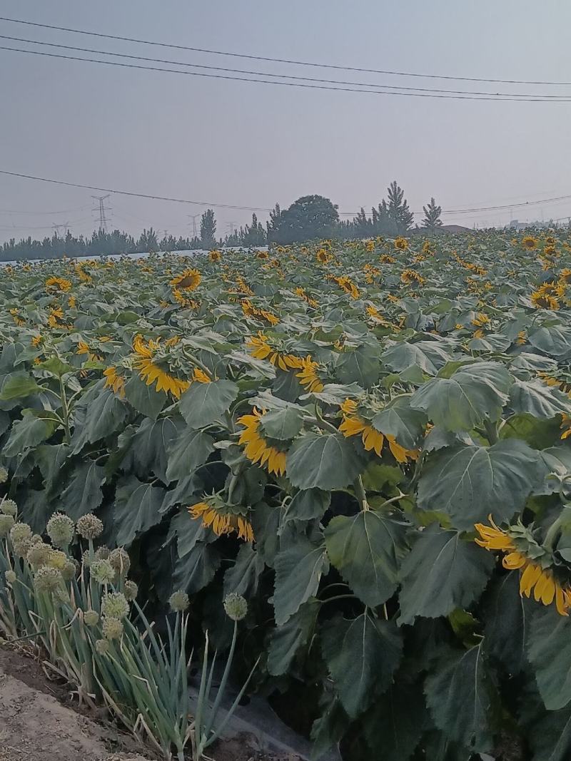 向日葵产地大量上市