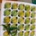 蜂糖李即将上市