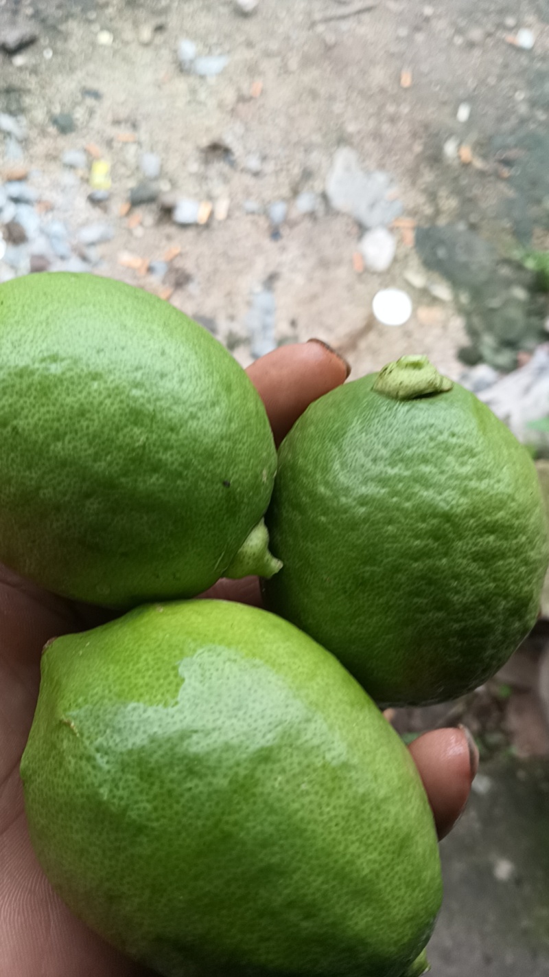 香水柠
