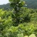 香水柠