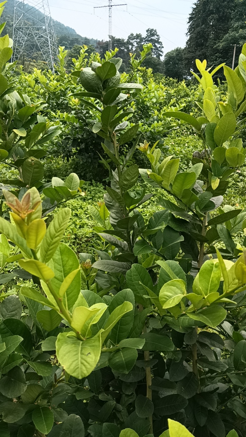 香水柠