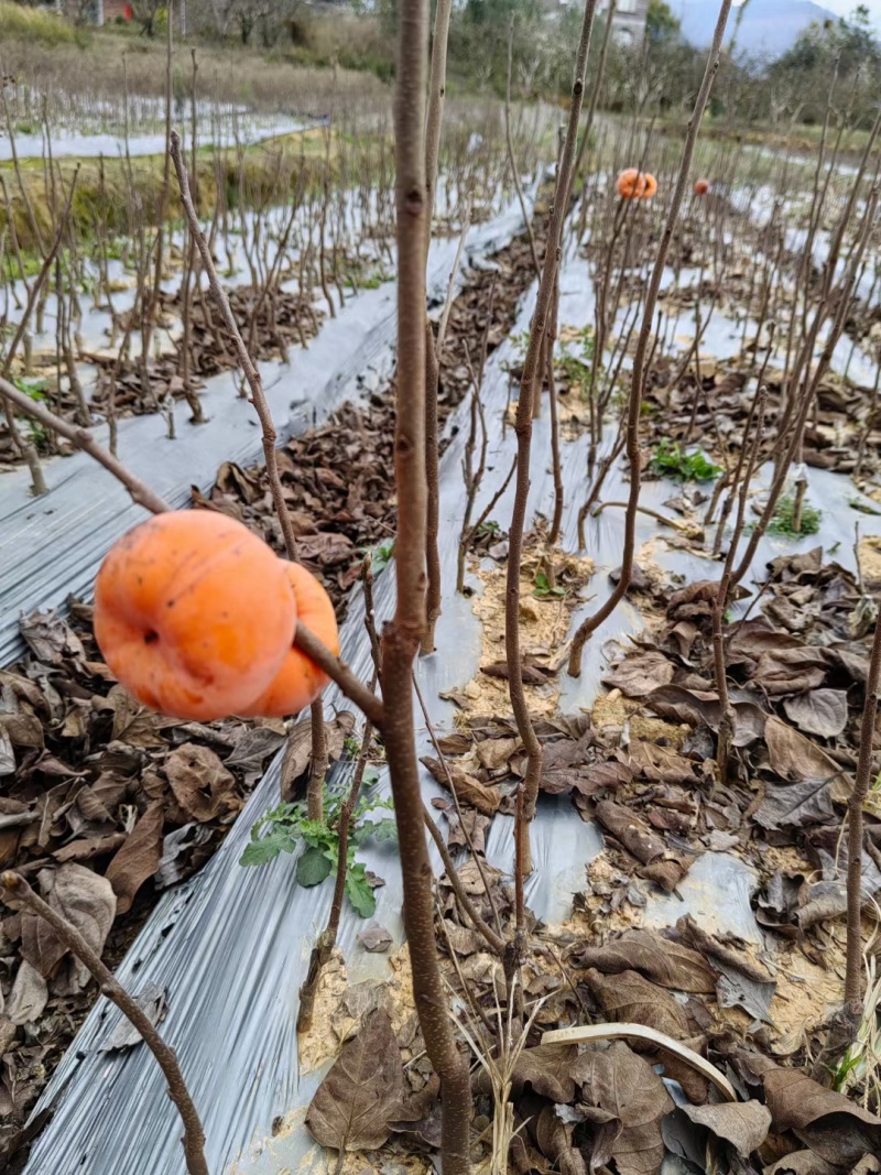 广西桂林产地恭城柿子杯苗大量出货