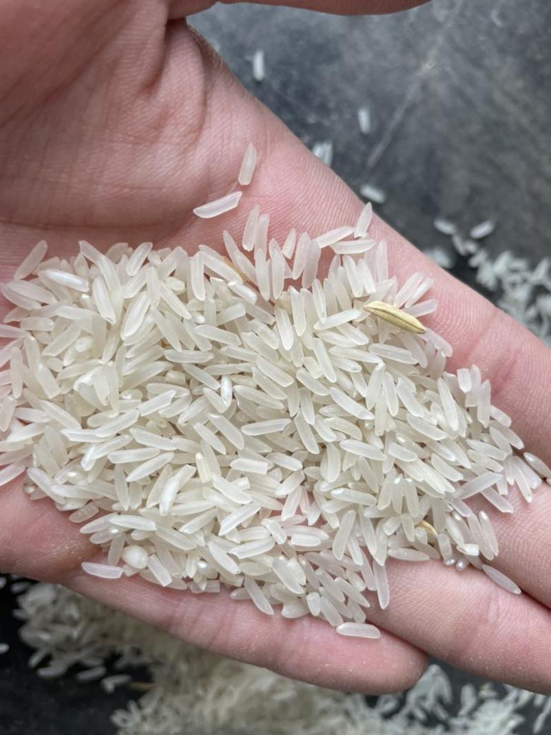 2023晚稻野香优，有油性米粒小成数高