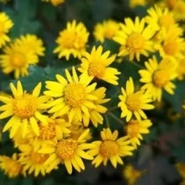 中药材（野菊花）干货