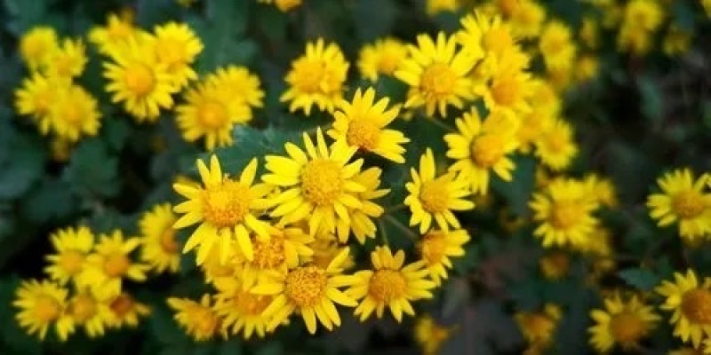中药材（野菊花）干货