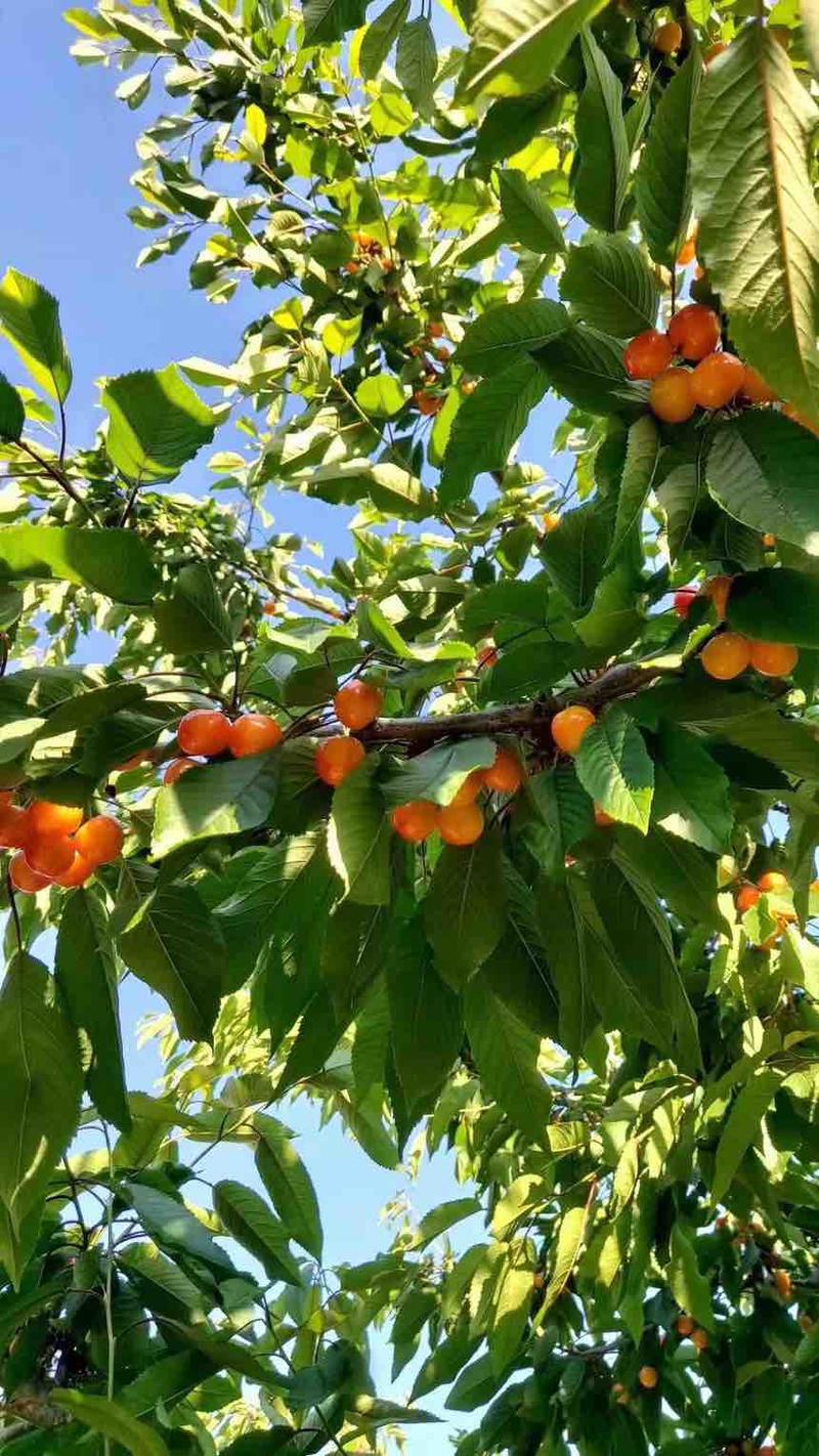 山地大樱桃黄蜜