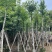 枫香基地直销规格齐全欢迎老板来电咨询合作