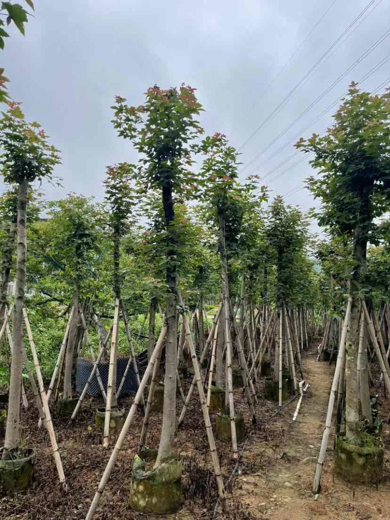 枫香基地直销规格齐全欢迎老板来电咨询合作