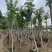 枫香基地直销规格齐全欢迎老板来电咨询合作