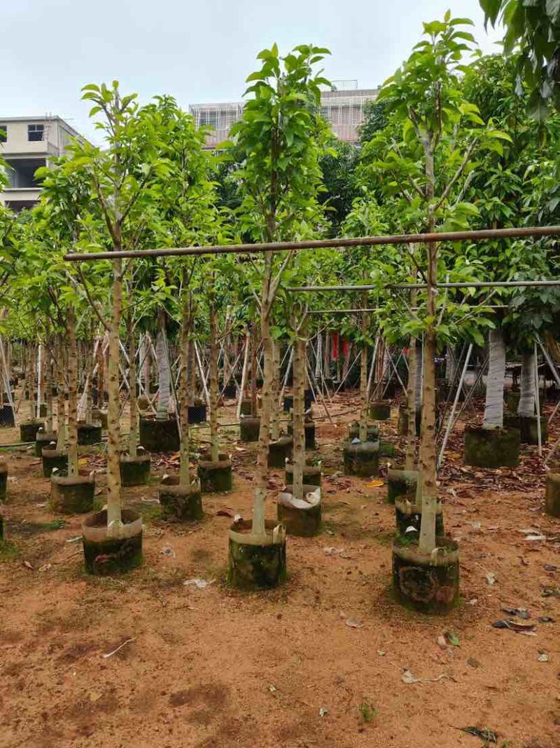 大量供应白玉兰基地直销规格齐全欢迎老板来电咨询合作