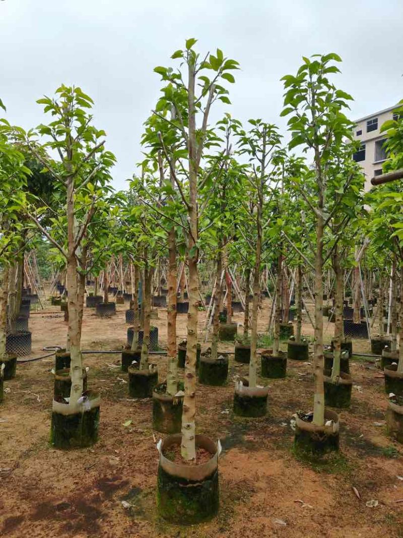 大量供应白玉兰基地直销规格齐全欢迎老板来电咨询合作