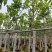 大量供应白玉兰基地直销规格齐全欢迎老板来电咨询合作