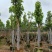 大量供应白玉兰基地直销规格齐全欢迎老板来电咨询合作