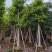 大量供应白玉兰基地直销规格齐全欢迎老板来电咨询合作