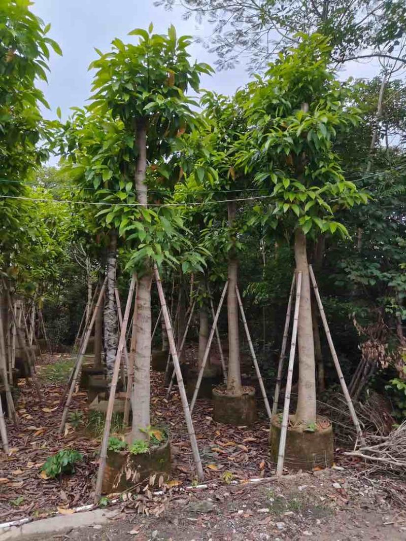 大量供应白玉兰基地直销规格齐全欢迎老板来电咨询合作