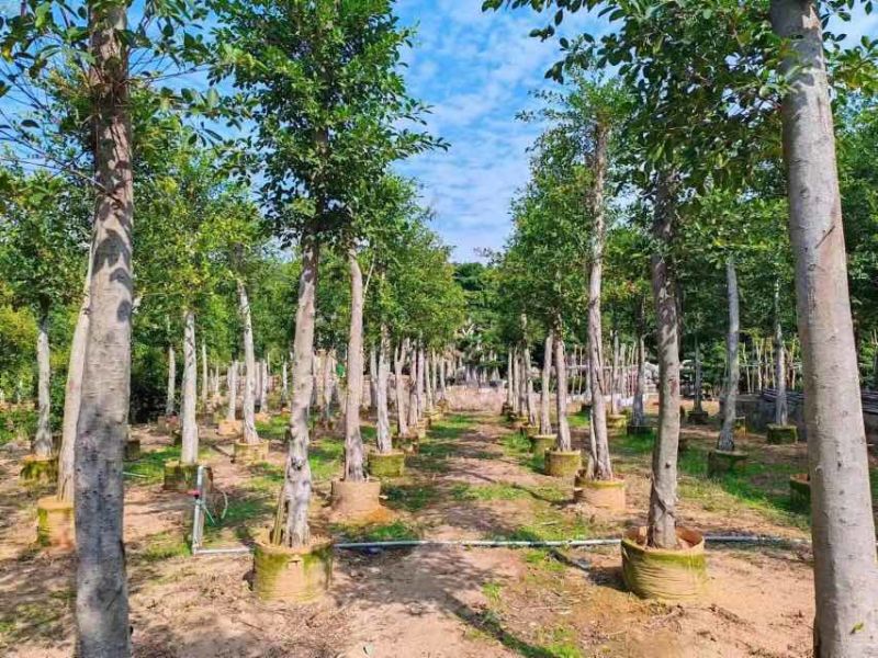 小叶榕基地直销规格齐全欢迎老板来电洽谈合作