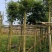 小叶榕基地直销规格齐全欢迎老板来电洽谈合作