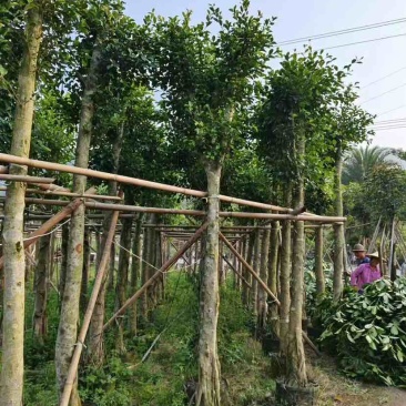小叶榕基地直销规格齐全欢迎老板来电洽谈合作