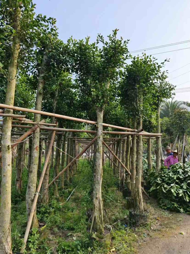 小叶榕基地直销规格齐全欢迎老板来电洽谈合作
