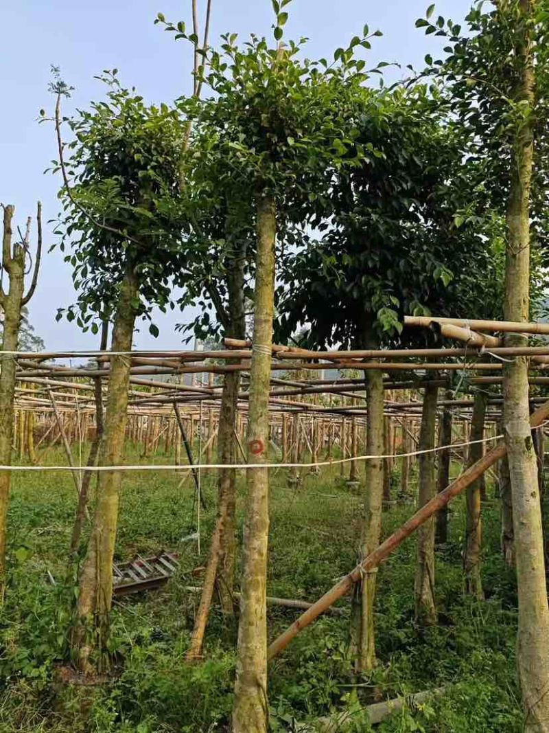 小叶榕基地直销规格齐全欢迎老板来电洽谈合作