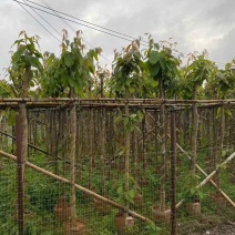 大花紫薇基地直销规格齐全欢迎老板来电洽谈合作