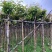 大花紫薇基地直销规格齐全欢迎老板来电洽谈合作