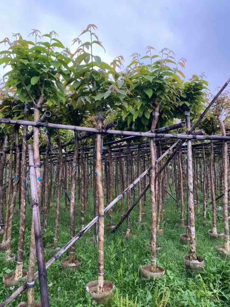 大花紫薇基地直销规格齐全欢迎老板来电洽谈合作