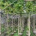 大花紫薇基地直销规格齐全欢迎老板来电洽谈合作