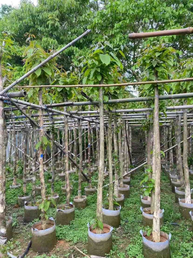 大花紫薇基地直销规格齐全欢迎老板来电洽谈合作