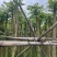 火焰木基地直销规格齐全欢迎老板来电洽谈合作
