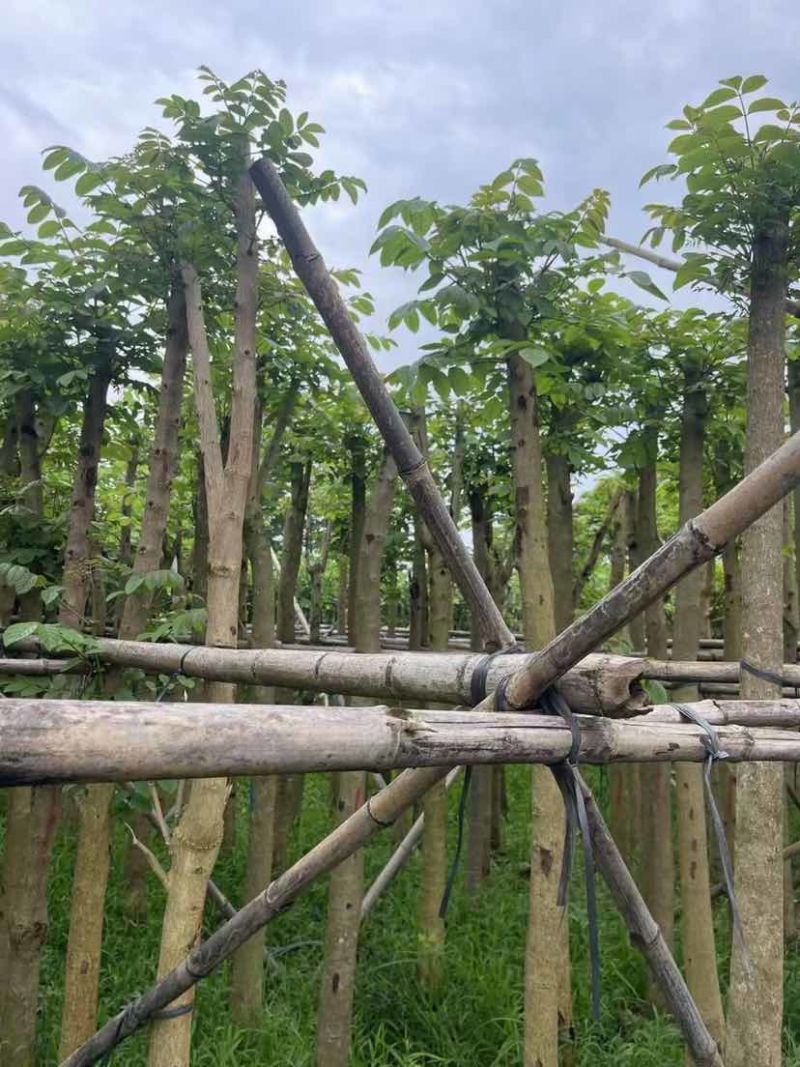 火焰木基地直销规格齐全欢迎老板来电洽谈合作