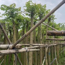 火焰木基地直销规格齐全欢迎老板来电洽谈合作