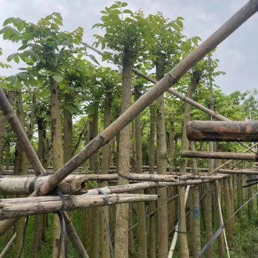 火焰木基地直销规格齐全欢迎老板来电洽谈合作