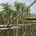 火焰木基地直销规格齐全欢迎老板来电洽谈合作