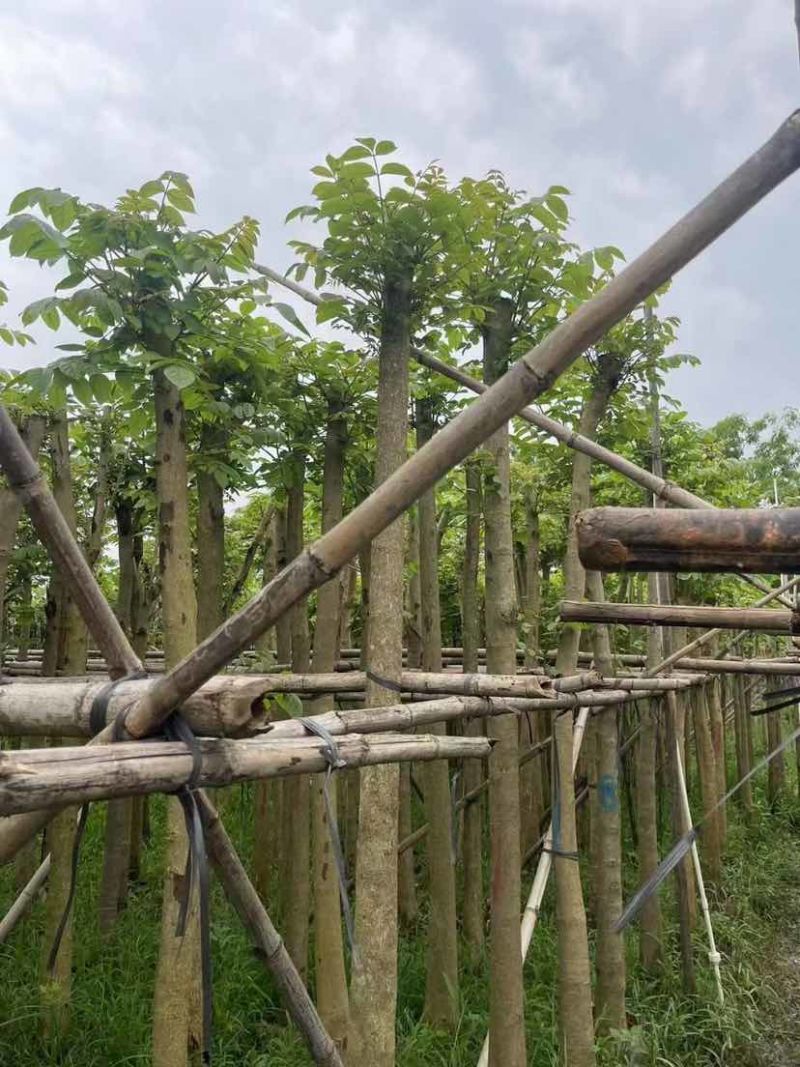 火焰木基地直销规格齐全欢迎老板来电洽谈合作