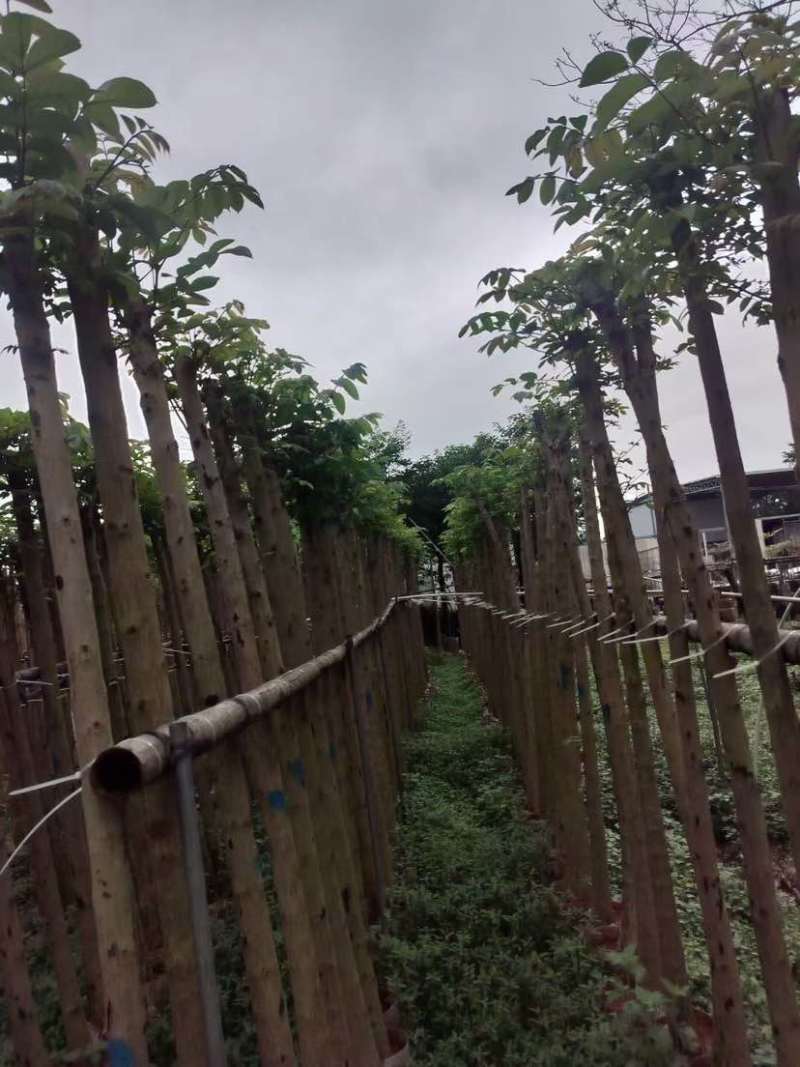 火焰木基地直销规格齐全欢迎老板来电洽谈合作