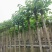 火焰木基地直销规格齐全欢迎老板来电洽谈合作
