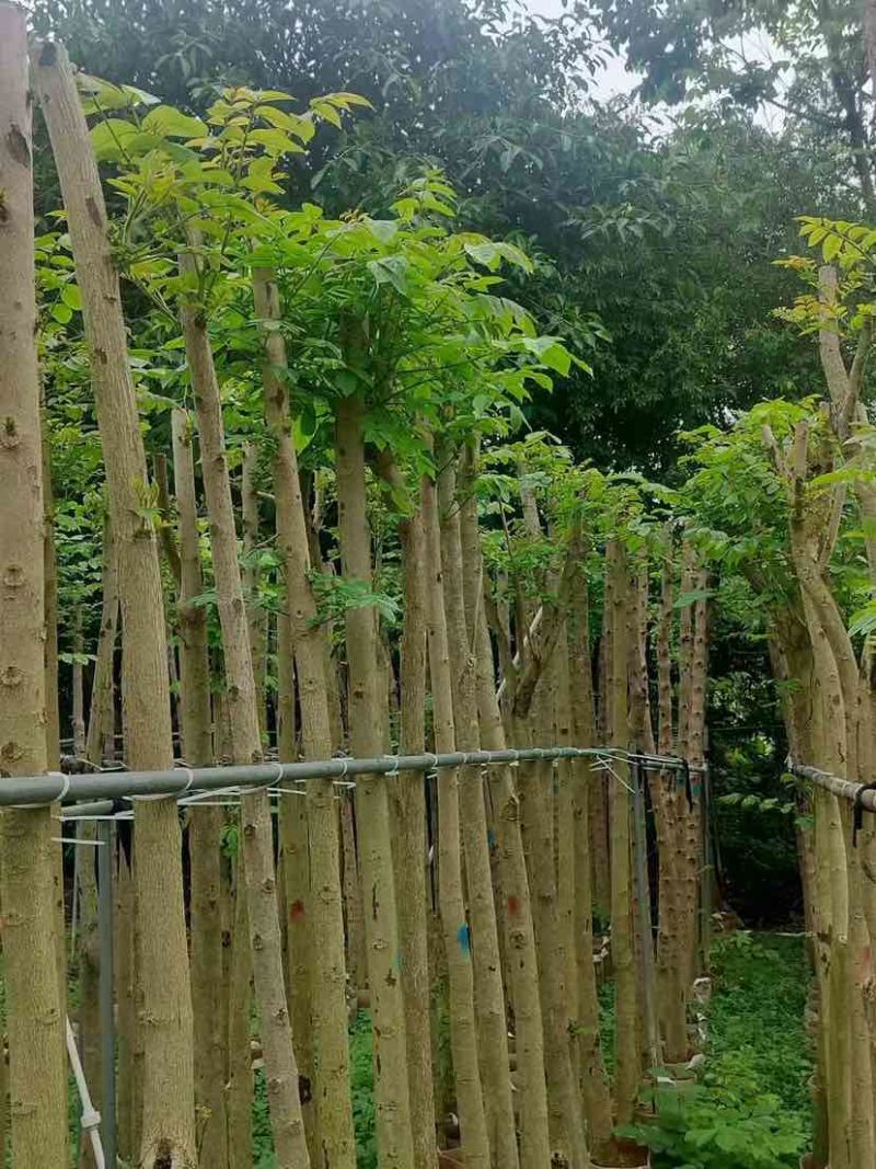 火焰木基地直销规格齐全欢迎老板来电洽谈合作
