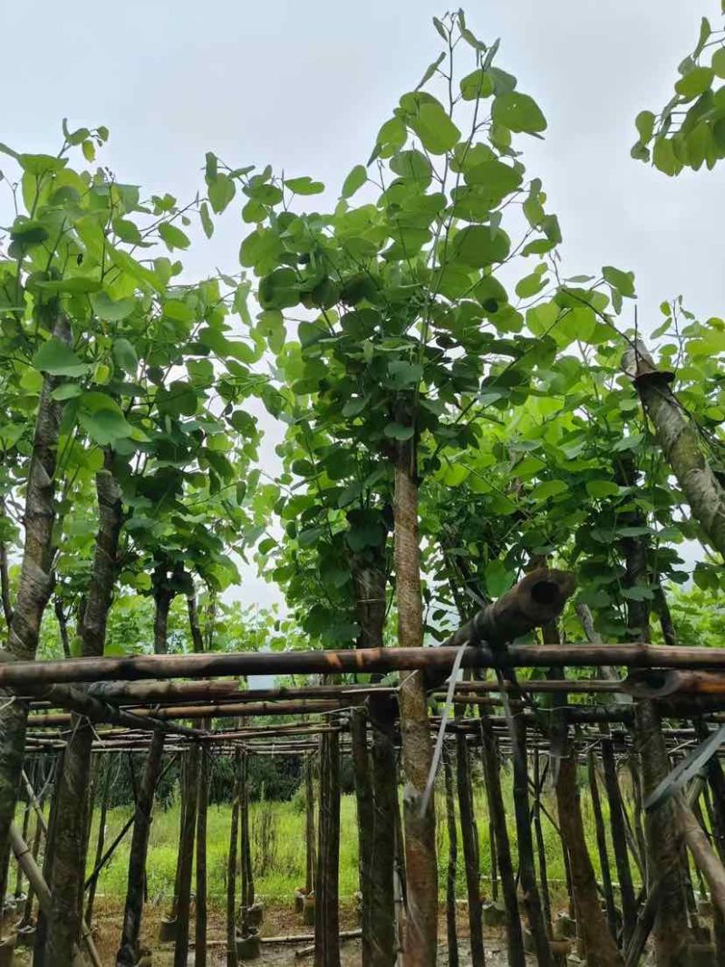 宫粉紫荆基地直销规格齐全欢迎老板来电洽谈合作