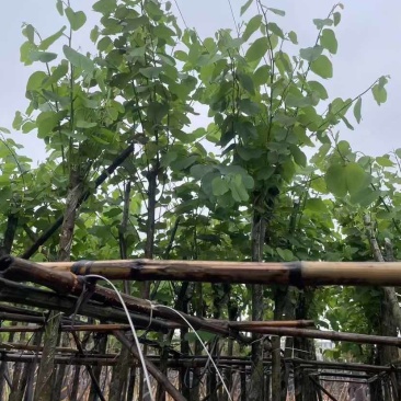 宫粉紫荆基地直销规格齐全欢迎老板来电洽谈合作