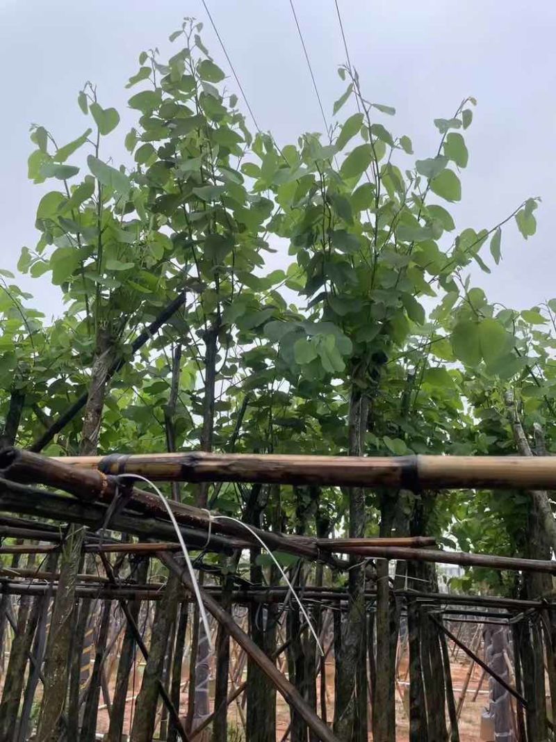 宫粉紫荆基地直销规格齐全欢迎老板来电洽谈合作